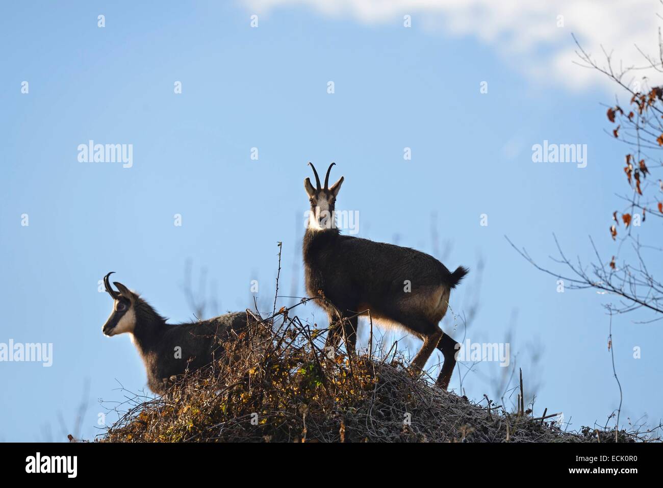 Francia, Doubs, Mathay, Camosci (Rupicapra rupicapra) operante in una cava di lavoro Foto Stock