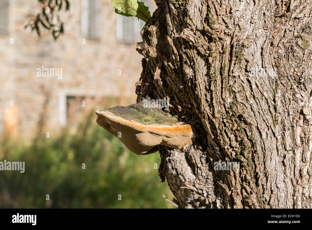 Fungo strano fuori di un albero Foto Stock