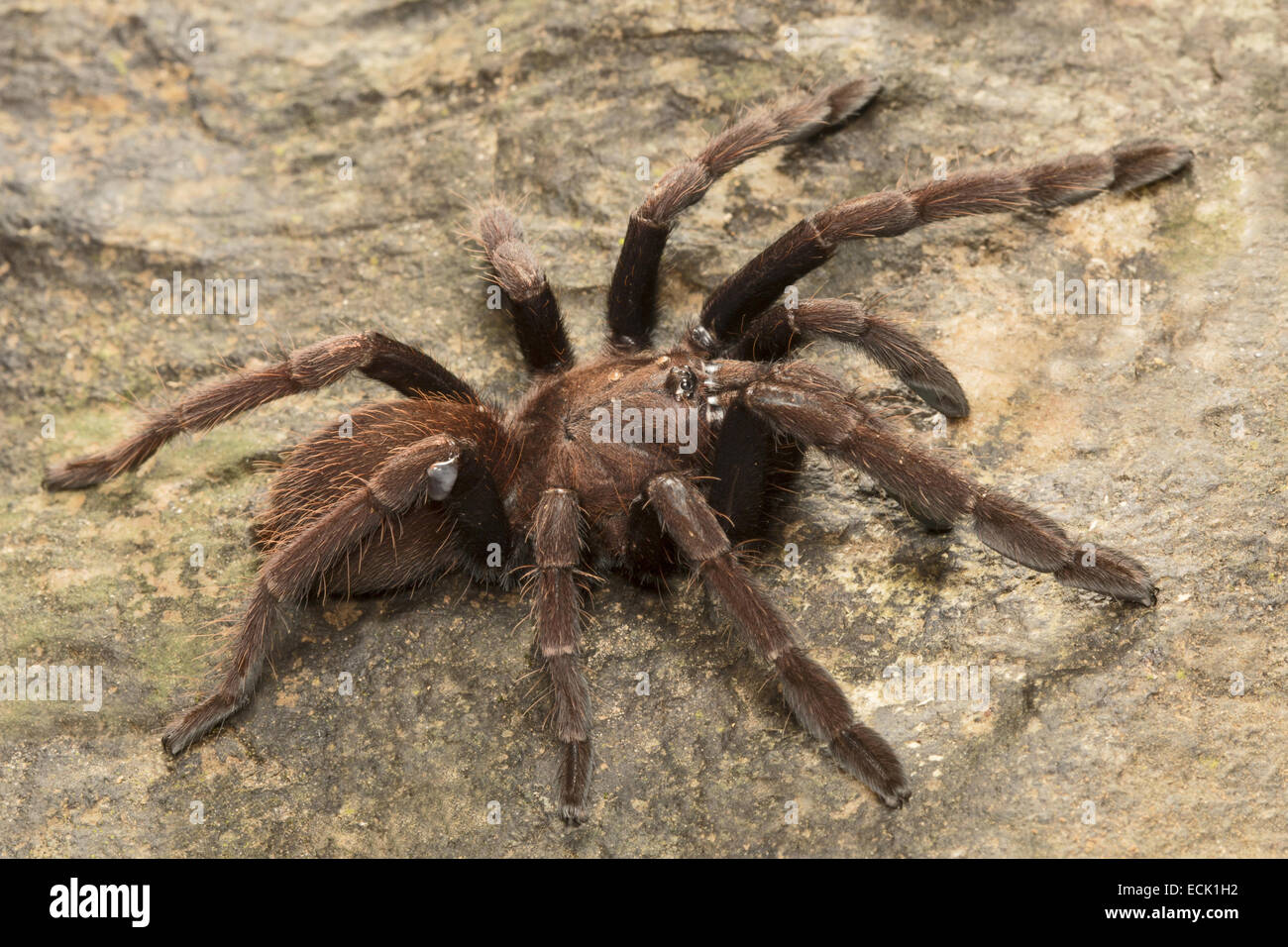 Goa senape tarantola Thrigmopeous truculentus Famiglia: Theraphosidae, Agumbe, Karnataka, India Foto Stock