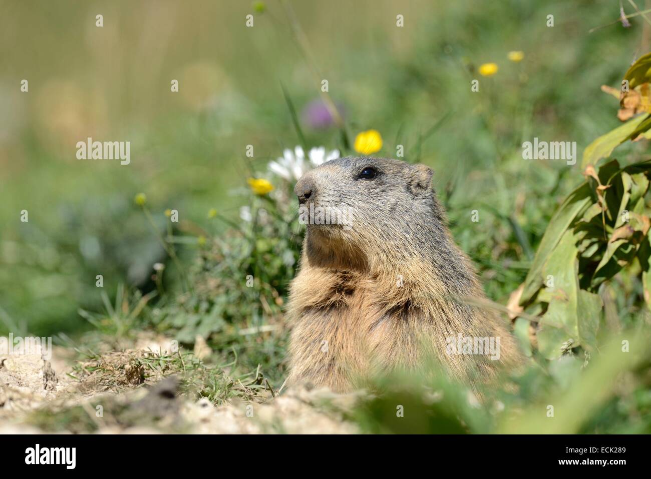 La Svizzera, il massiccio del Chasseral giurò di Svizzera, marmotta (Marmota marmota) presso l'entrata alle loro tane in autunno Foto Stock