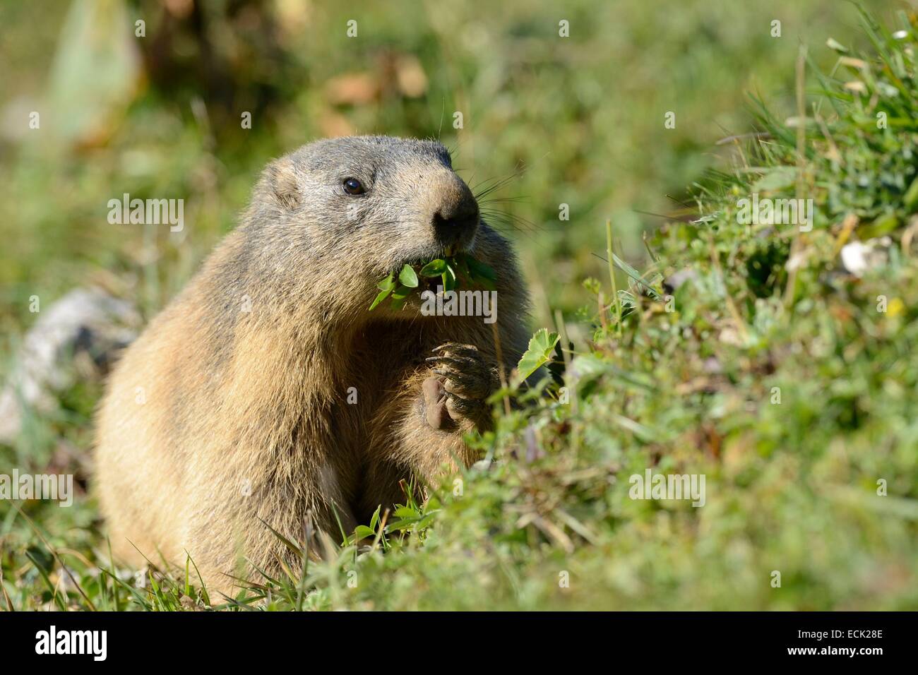 La Svizzera, il massiccio del Chasseral giurò di Svizzera, marmotta (Marmota marmota) alimentazione su foglie in ingresso alla sua tana Foto Stock