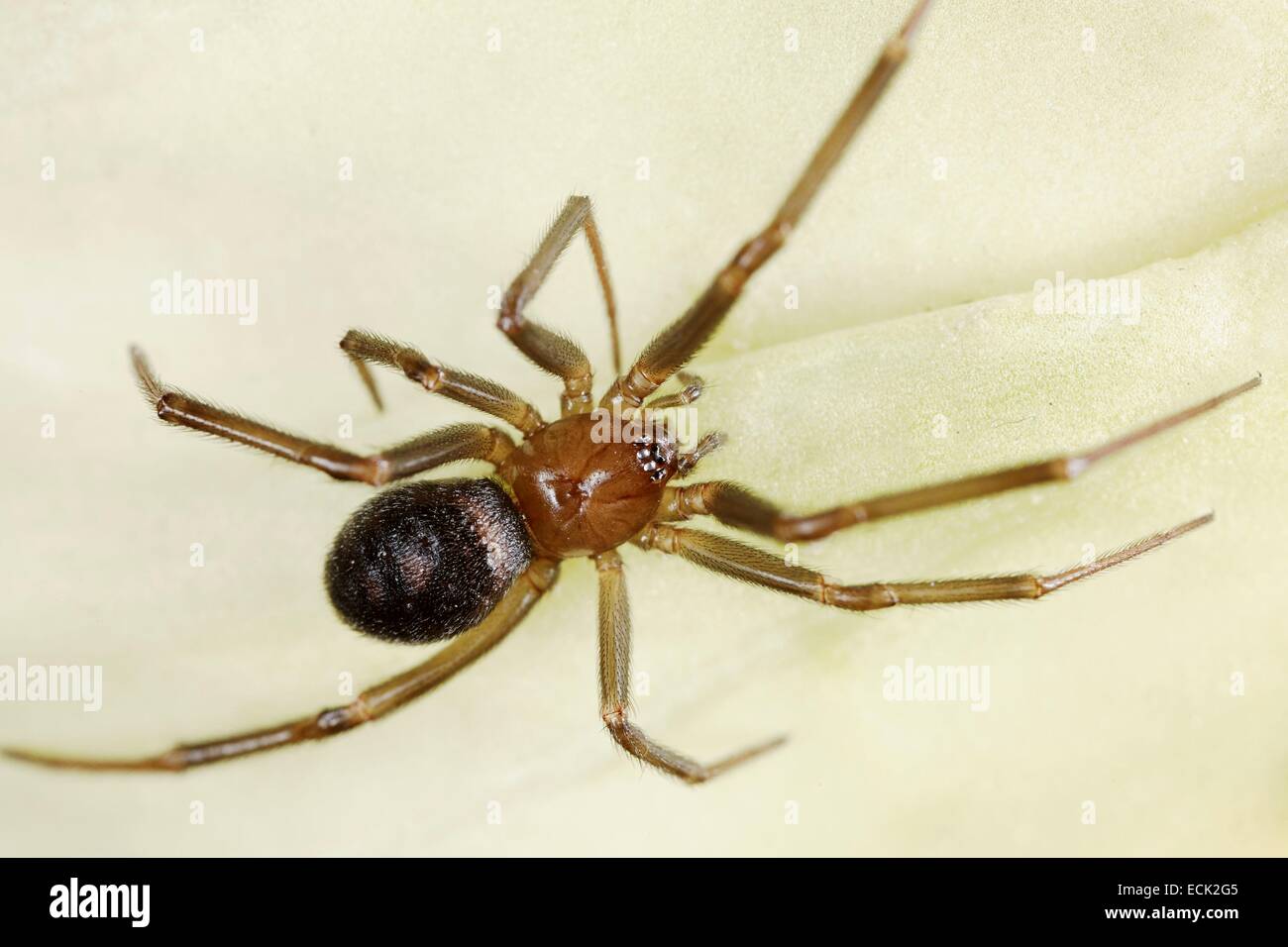 Francia, Parigi, Araneae, Theridiidae, False black widow o credenza spider (Steatoda grossa), Giovani Foto Stock