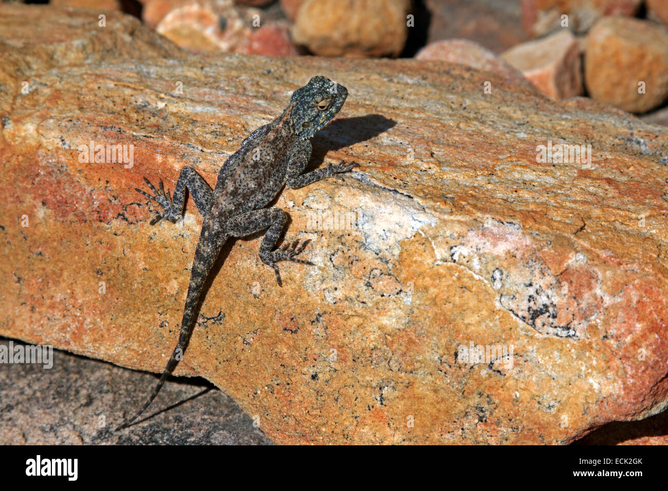 Roccia maschio Agama Agama atra testa con diminuita la colorazione di allevamento montagne Cederberg Provincia del Capo Sud Africa Foto Stock