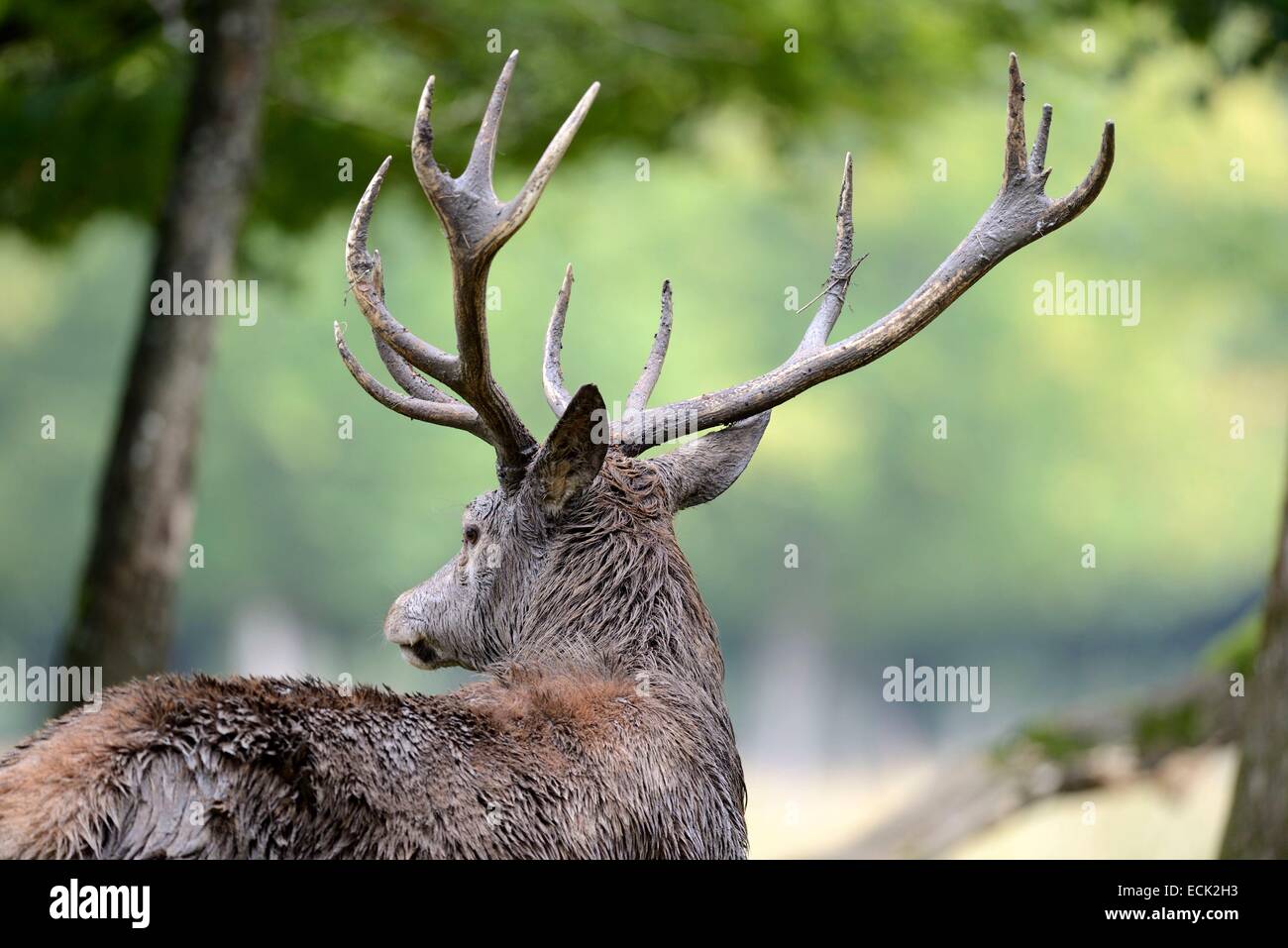 Francia, della Mosella, Animal Park Saint Croix, Rodi, il cervo (Cervus elaphus), maschio al momento della bicchieratura Foto Stock