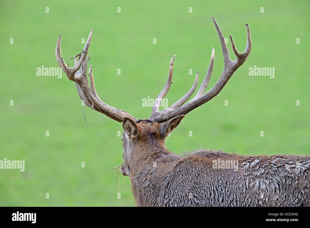 Francia, della Mosella, Animal Park Saint Croix, Rodi, il cervo (Cervus elaphus), maschio al momento della bicchieratura Foto Stock
