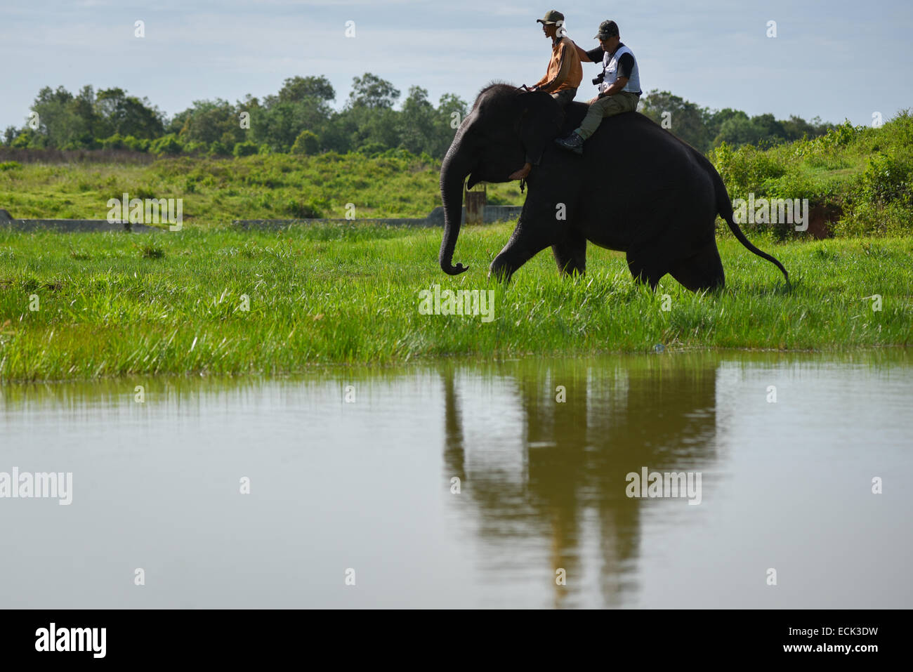 Equitazione elefante per il visitatore a Elephant Conservation Centre, modo Kambas Parco Nazionale. Foto Stock
