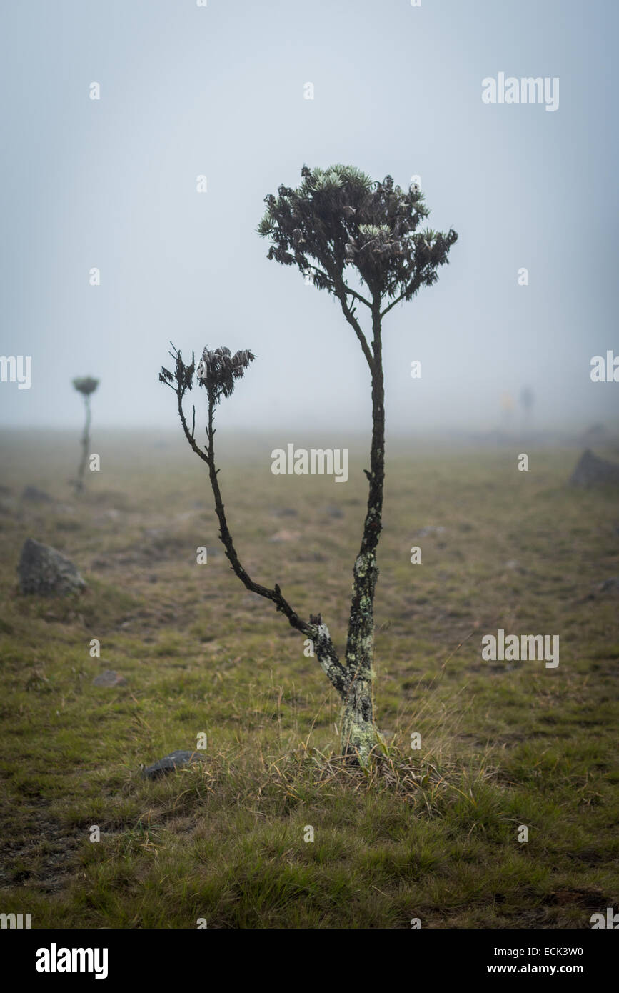 Leontopodium alpinum (edelweiss fiori) di Gede Pangrango Parco Nazionale. Foto Stock