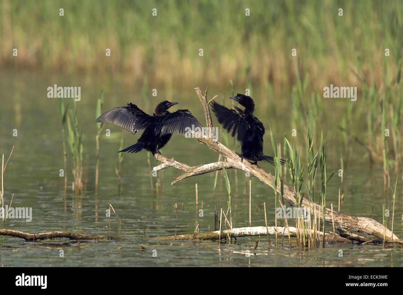 L'Italia, Delta del Po pigmeo di cormorano (Phalacrocorax pygmaeus), coppia Foto Stock