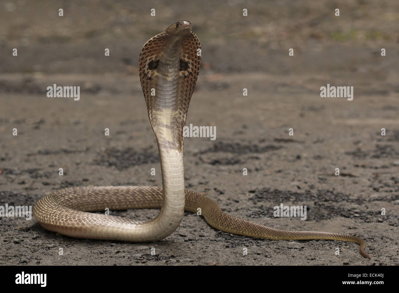 Spectacled cobra Naja naja Famiglia: Elaphidae, Aarey colonia di latte, Mumbai, India Foto Stock