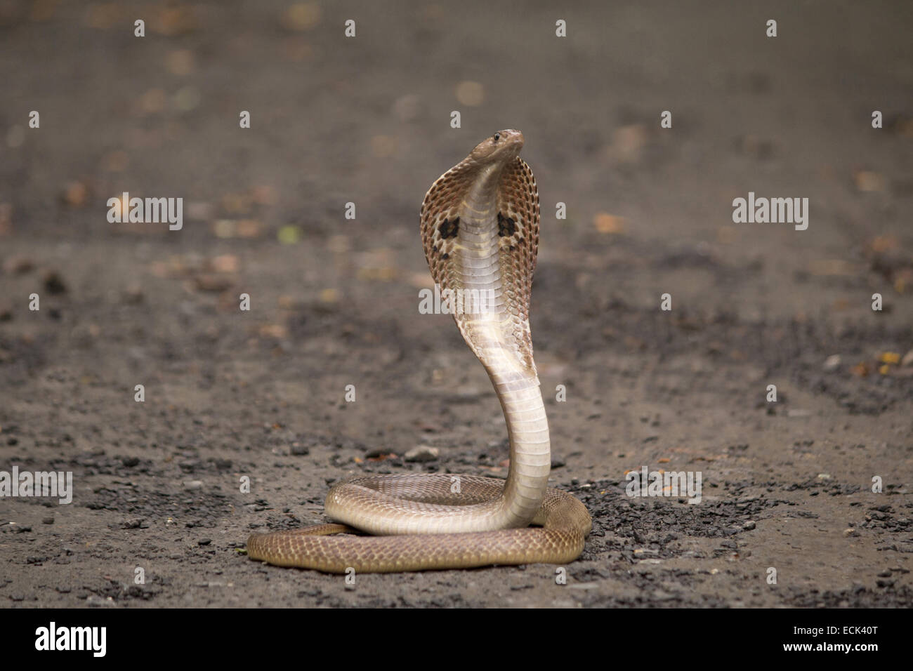 Spectacled cobra Naja naja Famiglia: Elaphidae, Aarey colonia di latte, Mumbai, India Foto Stock