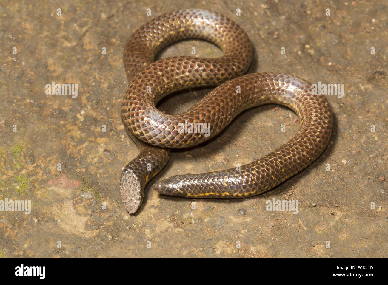 Shieldtail snake Uropeltis sp. Famiglia: Uropeltidae, Satara, Maharashtra, India Foto Stock