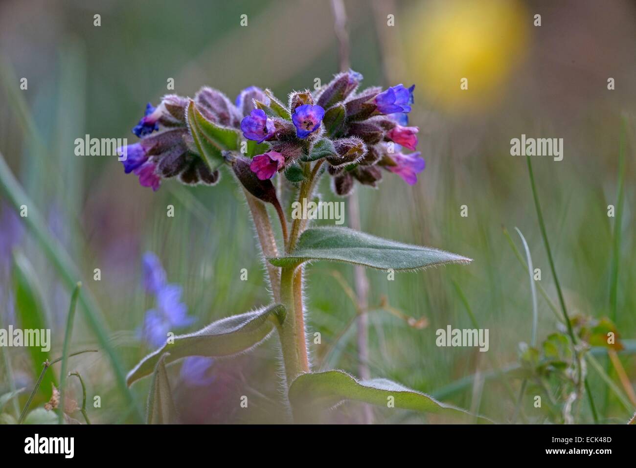 Francia, Doubs, flora officinale polmonare (Pulmonaria officinalis) Foto Stock