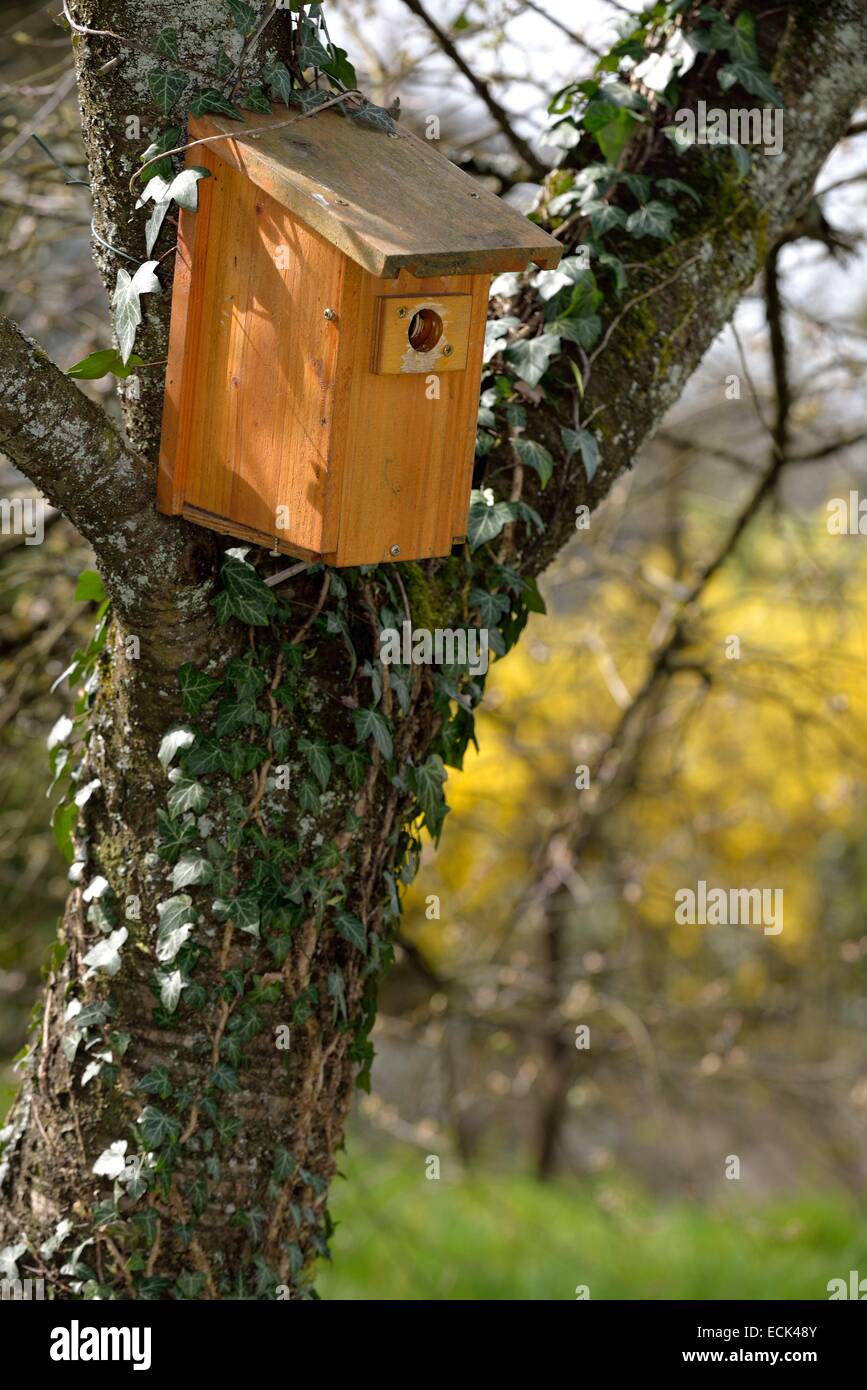 Francia, Doubs, Brognard, legno birdhouse sparrow installato contro il tronco di un vecchio albero ciliegio in un frutteto Foto Stock