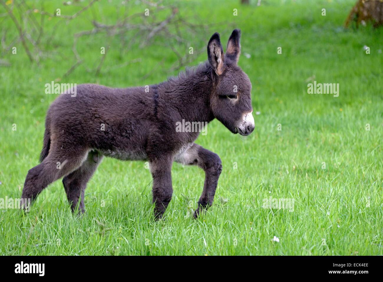 Francia, Doubs, Blamont, colt in un frutteto Foto Stock