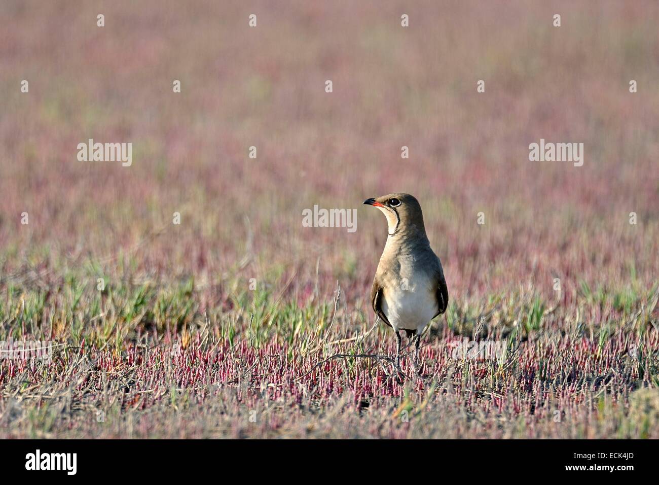 La Romania, il Delta del Danubio elencati come patrimonio mondiale dall' UNESCO, Pernice di mare (Glareola pratincola) nesting in Salicornes brodure in una palude salata Foto Stock