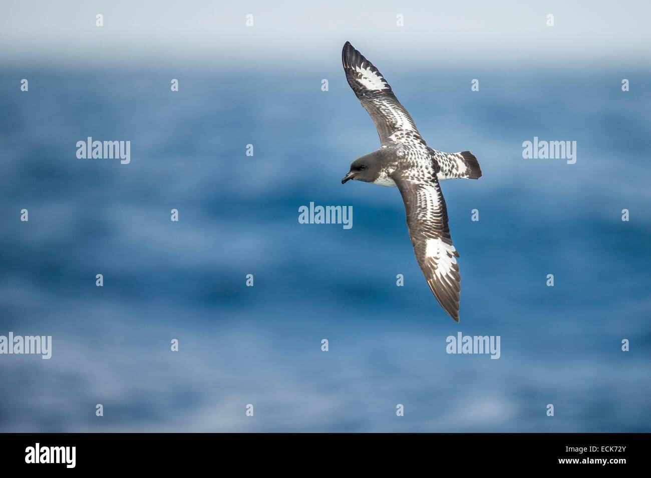 Sud Atlantico, Isola Georgia del Sud, cape petrel (Daption capense), flying Foto Stock