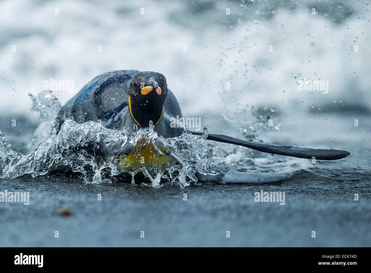 Sud Atlantico, Isola Georgia del Sud, pinguino reale (Aptenodytes patagonicus) Foto Stock