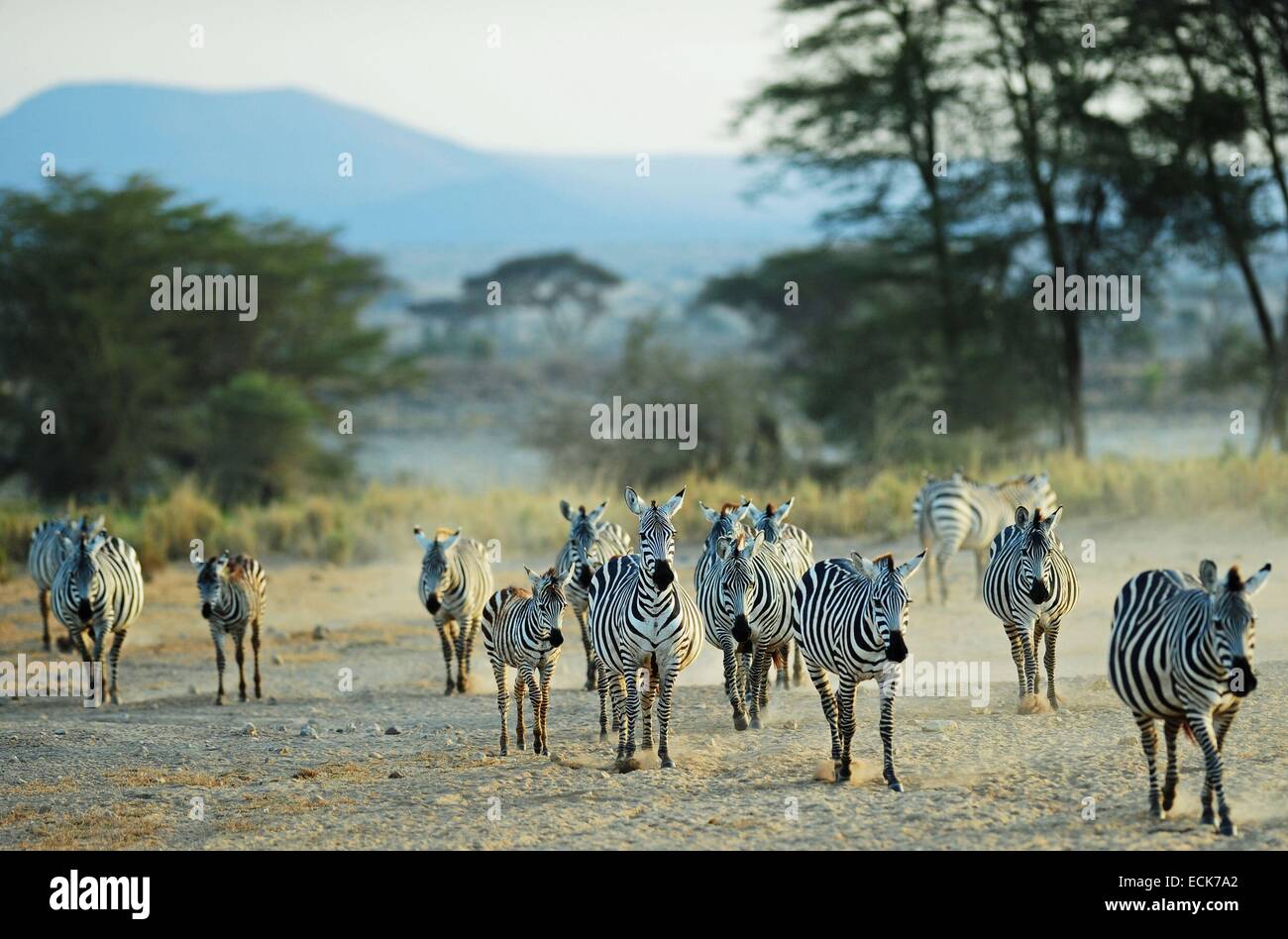 Kenya, Amboseli National Park, Grant's zebre (Equus burchelli granti) in esecuzione in polvere Foto Stock