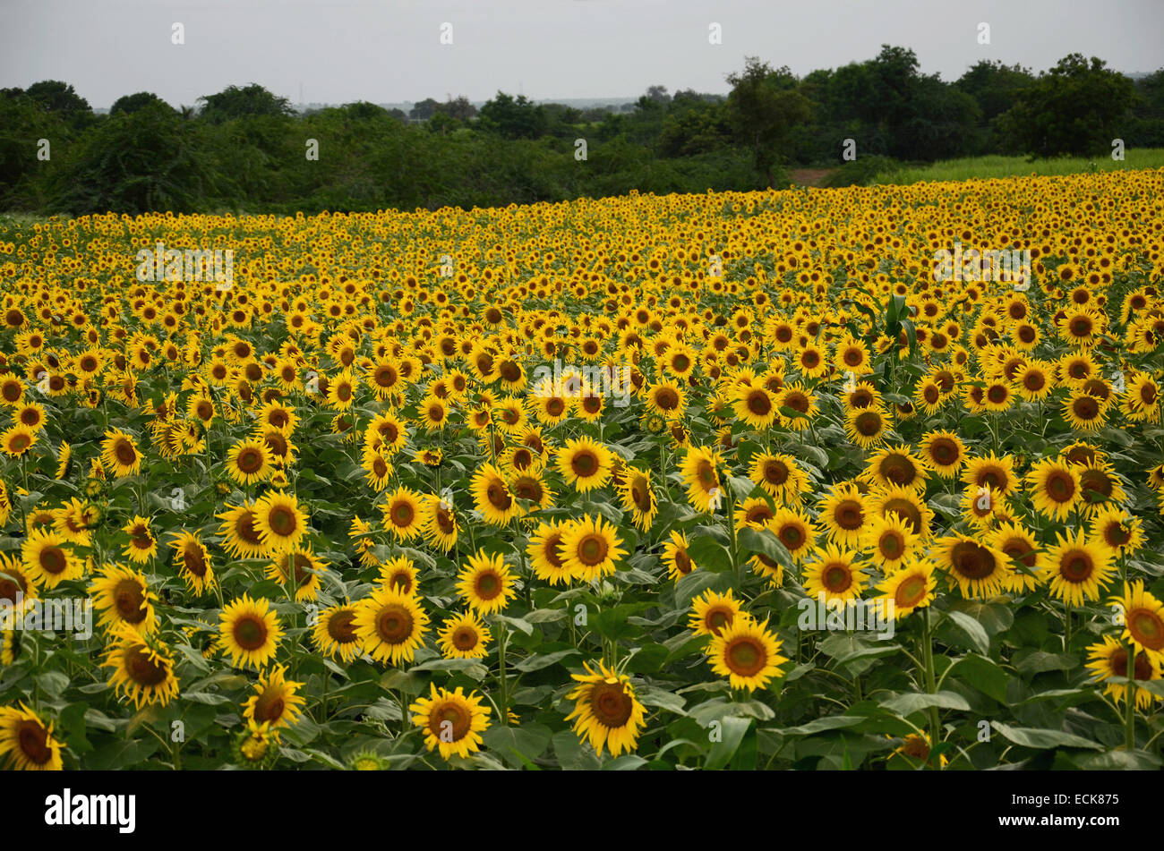 Un bellissimo campo di girasoli di Pune, Maharashtra, India Foto Stock