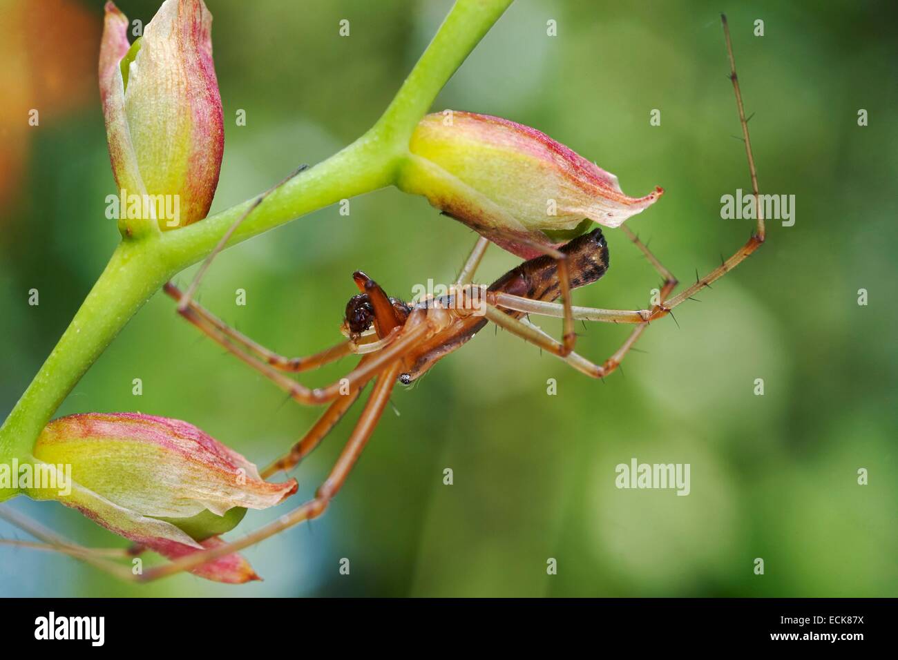 Francia, Araneae, Linyphiidae, Sheetweb spider (Linyphia triangularis), maschio Foto Stock