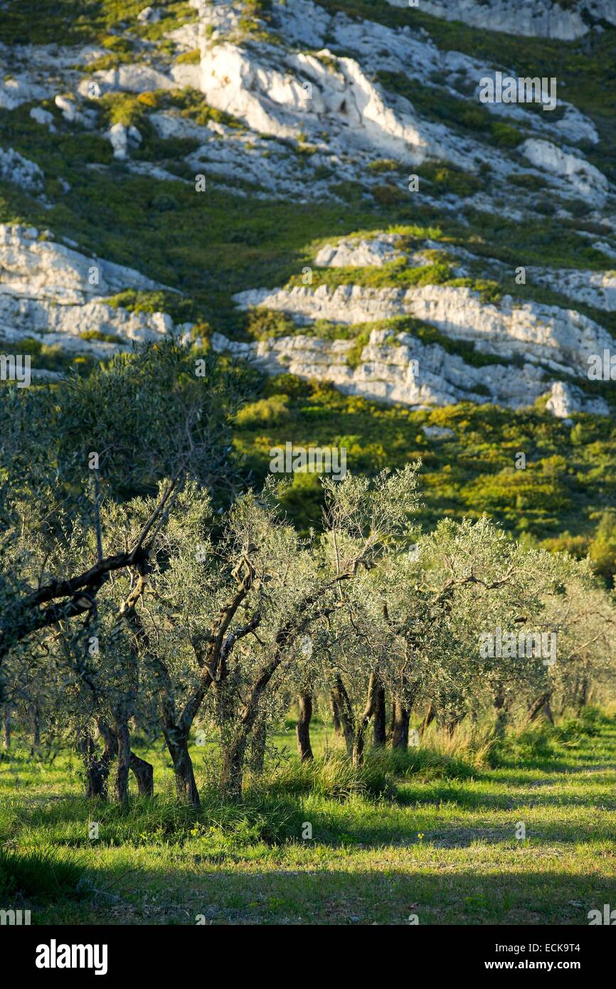 Francia, Bouches du Rhone, Alpilles, Maussane Les Alpilles, olivi, olive AOC Vallee des Baux de Provence Foto Stock