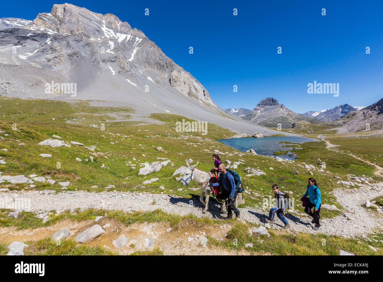 Francia, Savoie, Pralognan La Vanoise, il Parc National de la Vanoise, GR55, percorso del Col de la Vanoise, la Route du sel et du Beaufort (sale e Beaufort Road), gli escursionisti con un asino con una vista del lago del Col de la Vanoise e della Pointe mathe Foto Stock