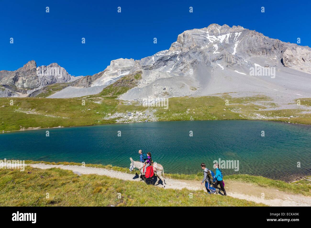 Francia, Savoie, Pralognan La Vanoise, il Parc National de la Vanoise, GR55, percorso del Col de la Vanoise, la Route du sel et du Beaufort (sale e Beaufort Road), gli escursionisti con un asino in bordo del lago Rond con una vista della Pointe Mathews (3788m Foto Stock