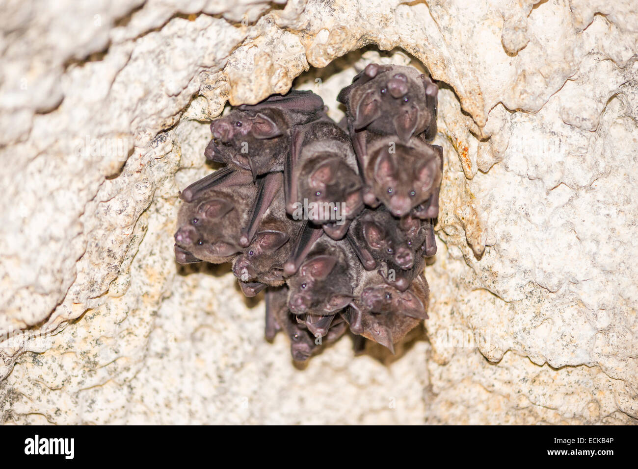 I pipistrelli appeso sopra la grotta Foto Stock