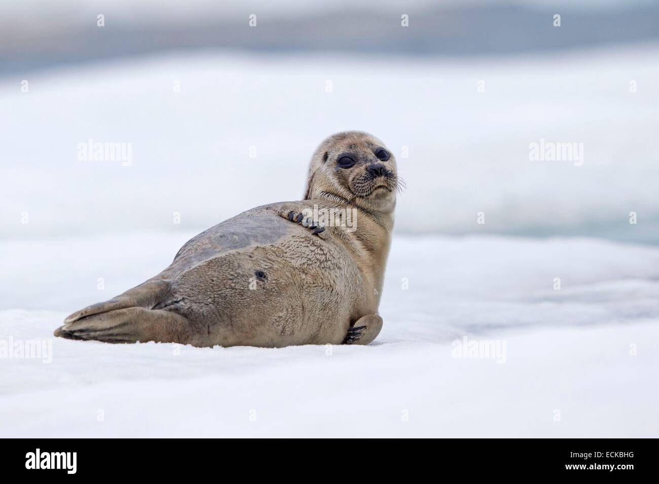 Stati Uniti, Alaska, Arctic National Wildlife Refuge, Kaktovik, inanellati guarnizione (Pusa hispida), sul ghiaccio floe Foto Stock