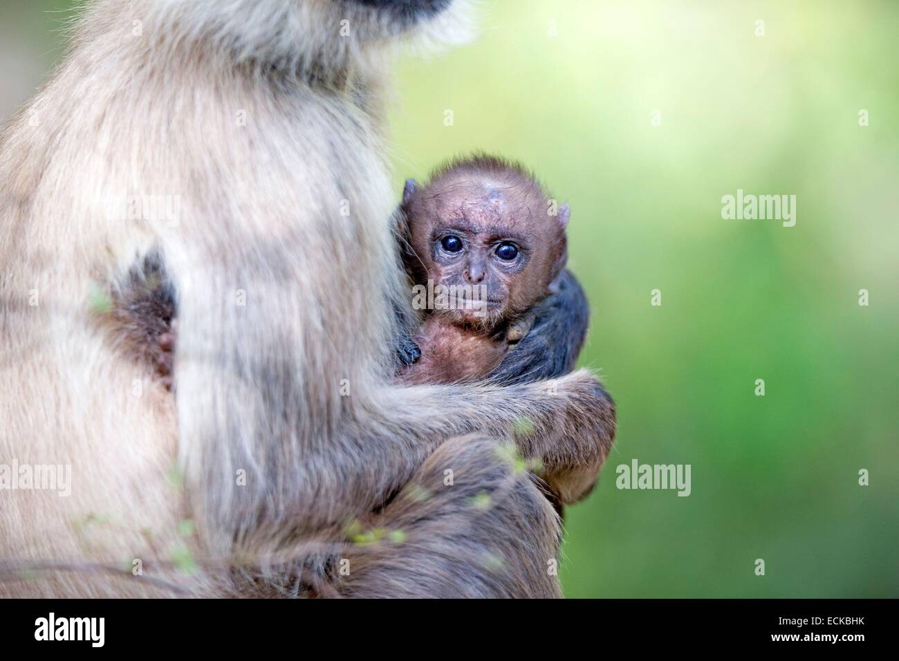 India, nello stato del Maharashtra, Tadoba Andhari Riserva della Tigre, Tadoba national park, Hanuman Langur (Semnopithecus entellus), la madre e il bambino Foto Stock