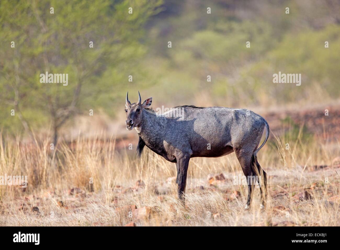 India Rajasthan, il Parco nazionale di Ranthambore, Nilgai o Indian Bull o Blu Antilope (Boselaphus tragocamelus) Foto Stock