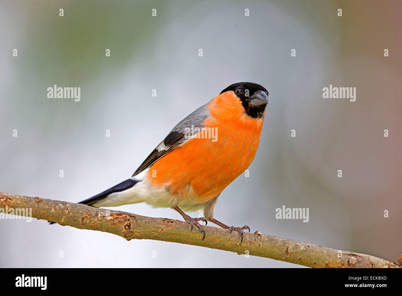 Finlandia, area di Kuhmo, Kajaani, Bullfinch, comune o bullfinch ciuffolotto (Pyrrhula pyrrhula), maschio adulto Foto Stock