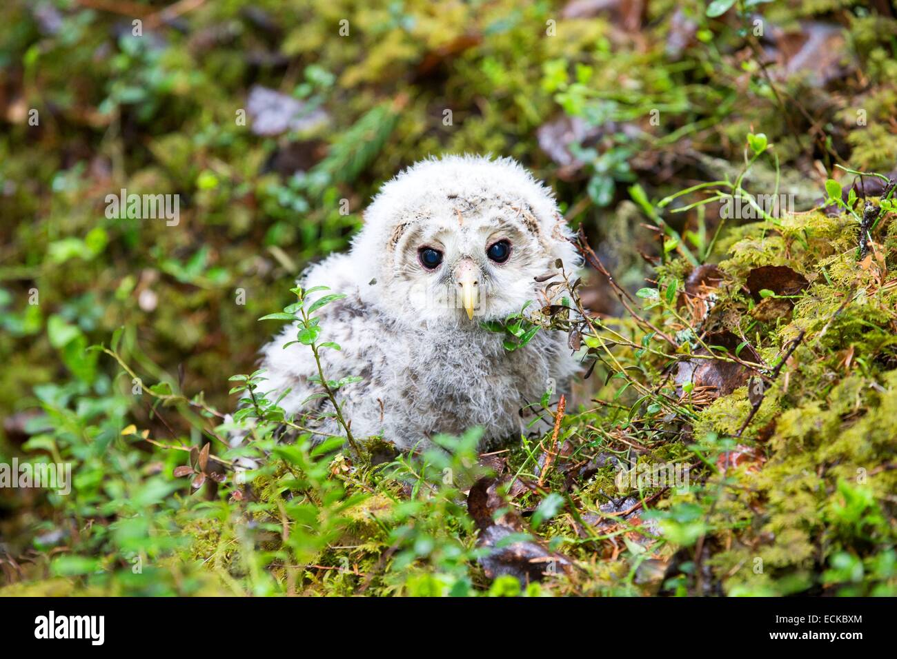 Finlandia, area di Kuhmo, Kajaani, Ural allocco (Strix uralensis, giovane subito dopo aver lasciato il nido, sul terreno Foto Stock