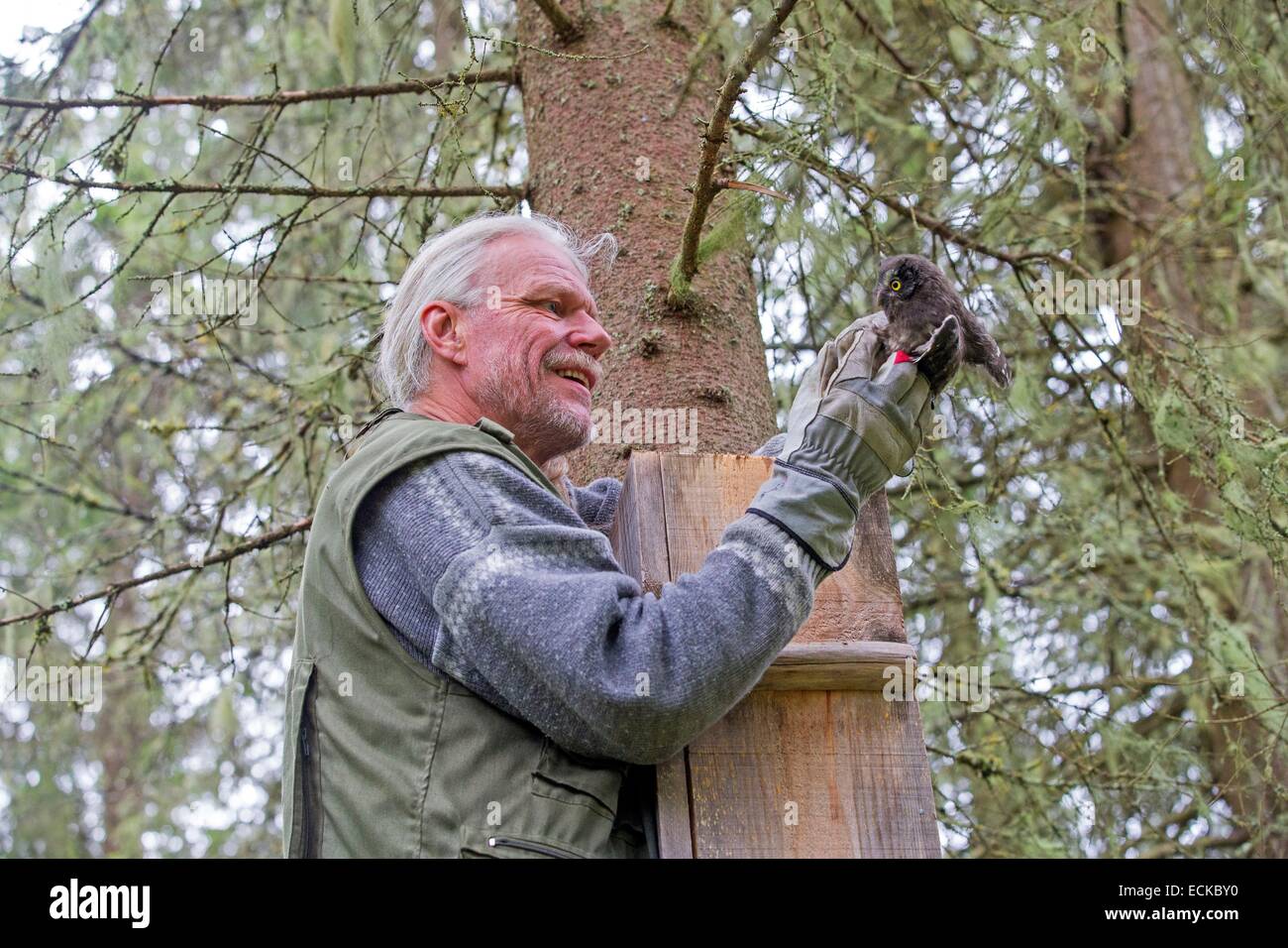 Finlandia, area di Kuhmo, Kajaani, boreale gufo o civetta capogrosso (Aegolius funereus), nesting in una scatola, un ricercatore sta squillando gli uccelli Foto Stock