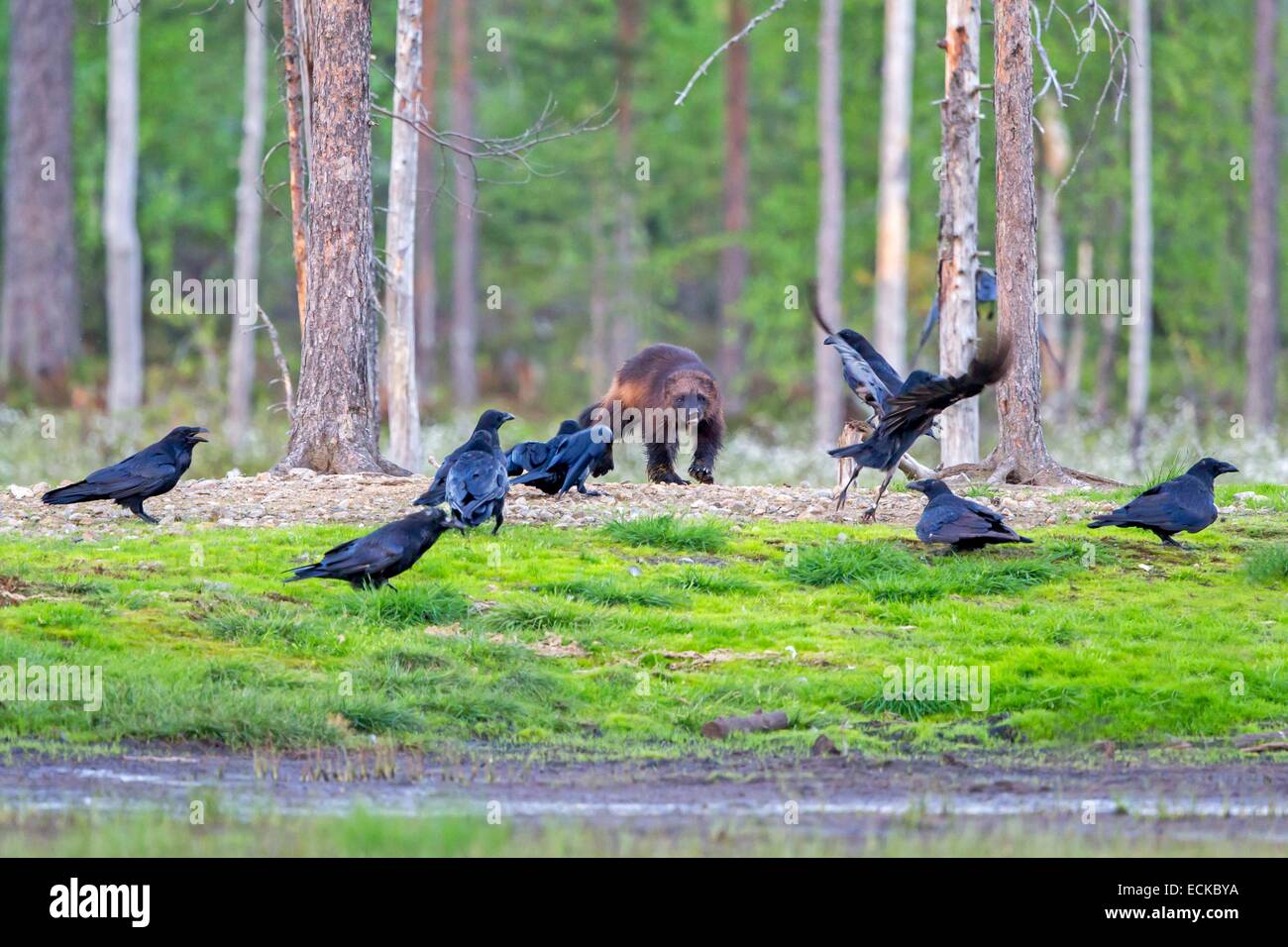 Finlandia, area di Kuhmo, Kajaani, Wolverine (Gulo gulo) con comuni corvo imperiale (Corvus corax) Foto Stock