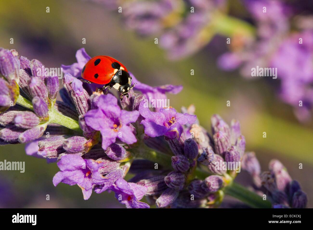 Francia, Vaucluse, Sault, 7 punti coccinella (Coccinella septempunctata) su un rametto di lavanda Foto Stock