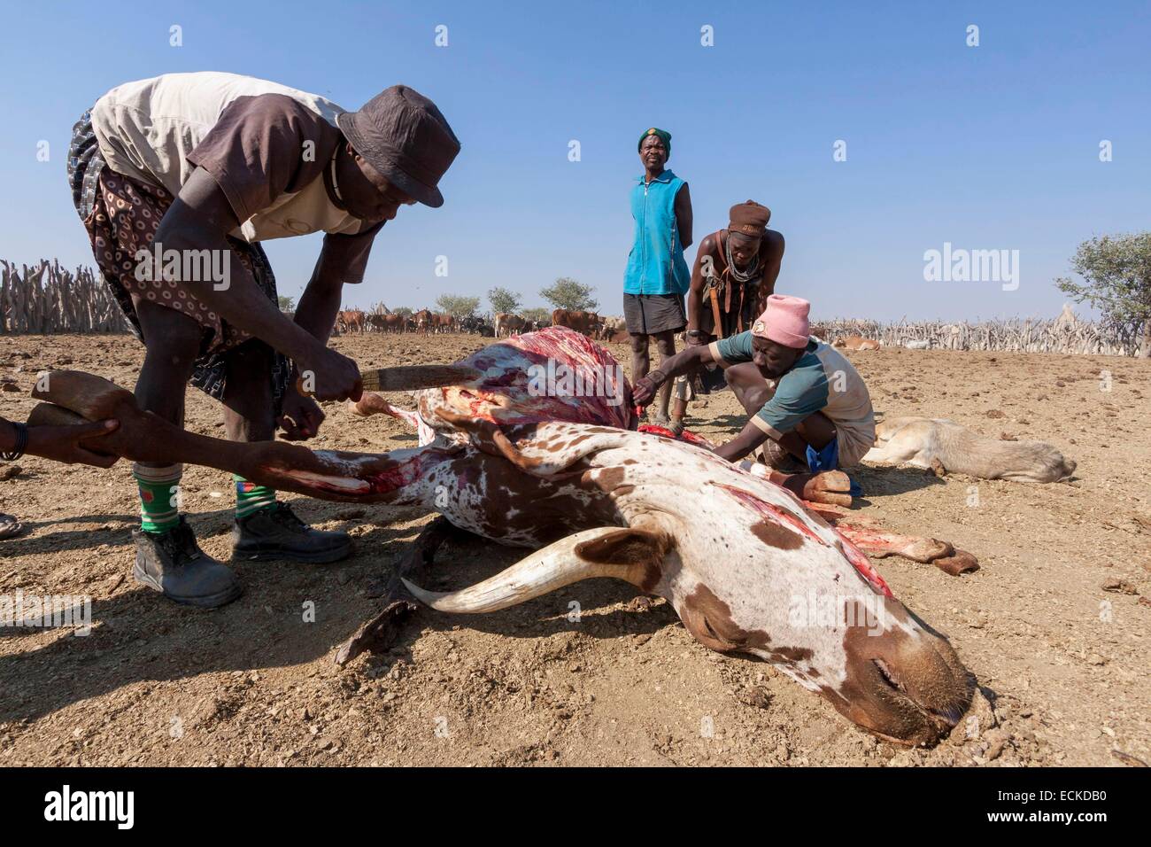 La Namibia, regione di Kunene, Kaokoland, Himba villaggio nei pressi di Opuwo, taglio di una vacca Foto Stock