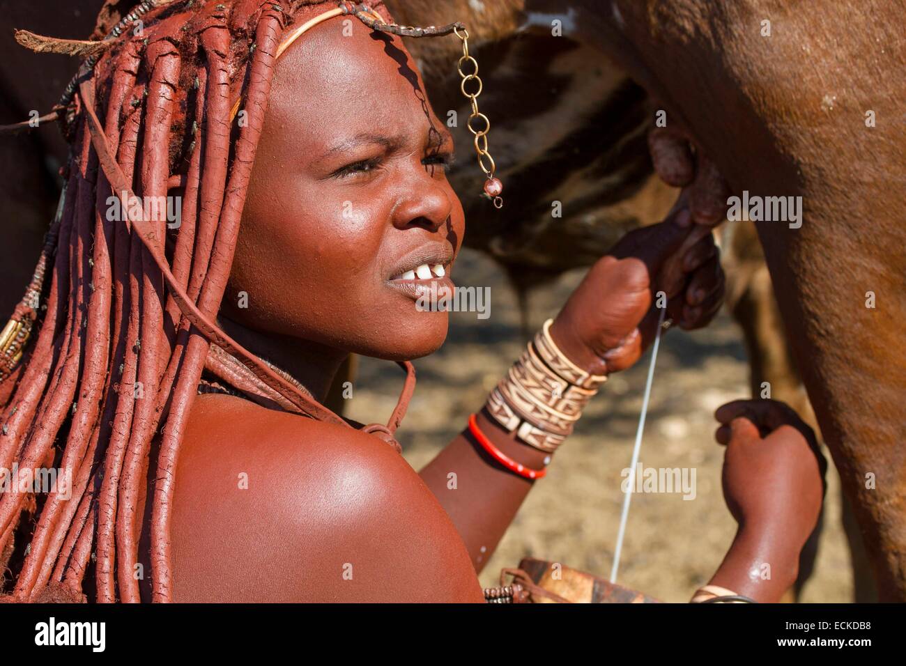 La Namibia, regione di Kunene, Kaokoland, Himba villaggio nei pressi di Opuwo, mucca da mungere una donna himba Foto Stock