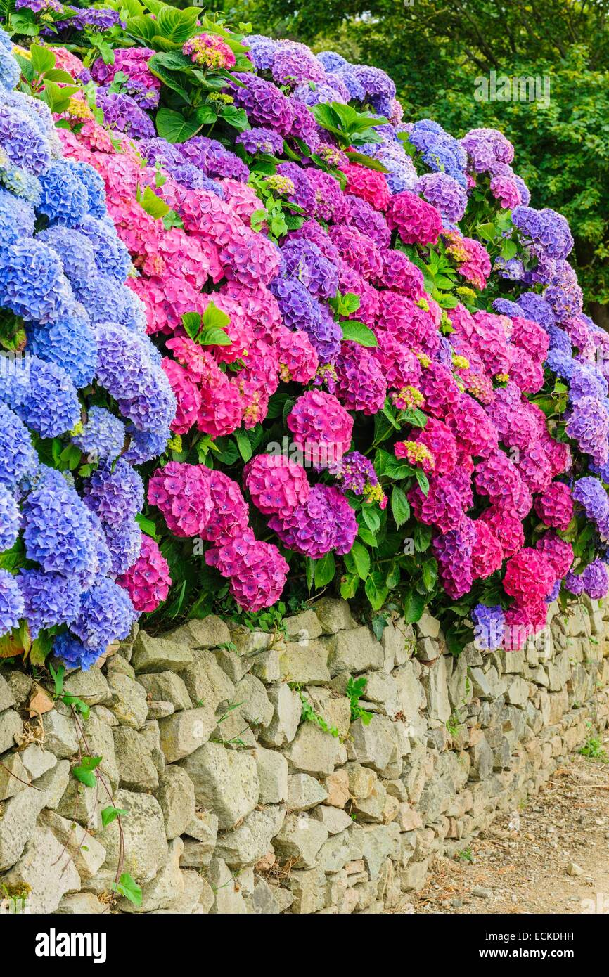 Francia, Manche, Cotentin, Hydrangea macrophylla Foto Stock