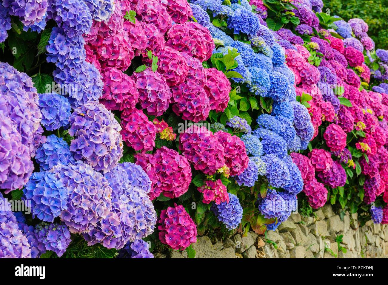 Francia, Manche, Cotentin, Hydrangea macrophylla Foto Stock