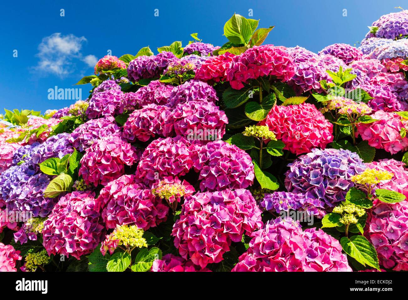 Francia, Manche, Cotentin, Hydrangea macrophylla Foto Stock