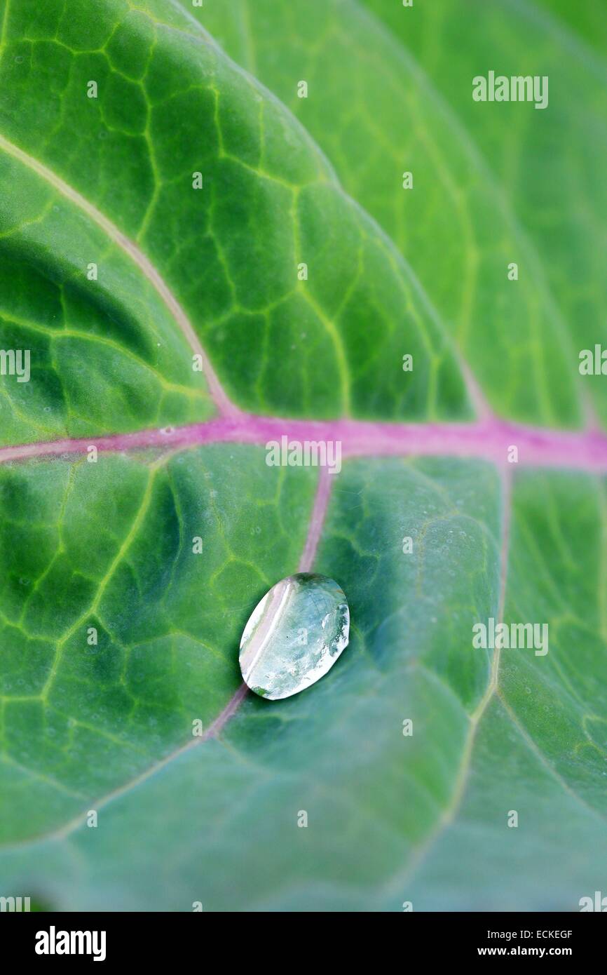 Francia, Alpes Maritimes, Nizza, Le Potager di Saquier, agricoltura biologica, foglie di broccoli viola Foto Stock