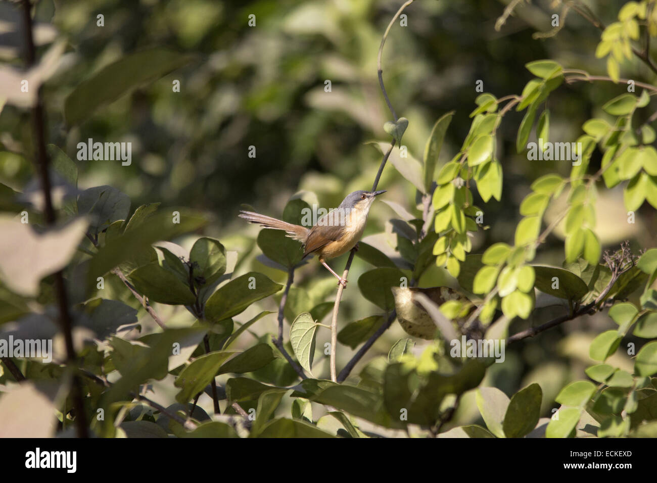 Il Ashy Prinia o Ashy Wren-Warbler (Prinia socialis) è un piccolo trillo. Foto Stock