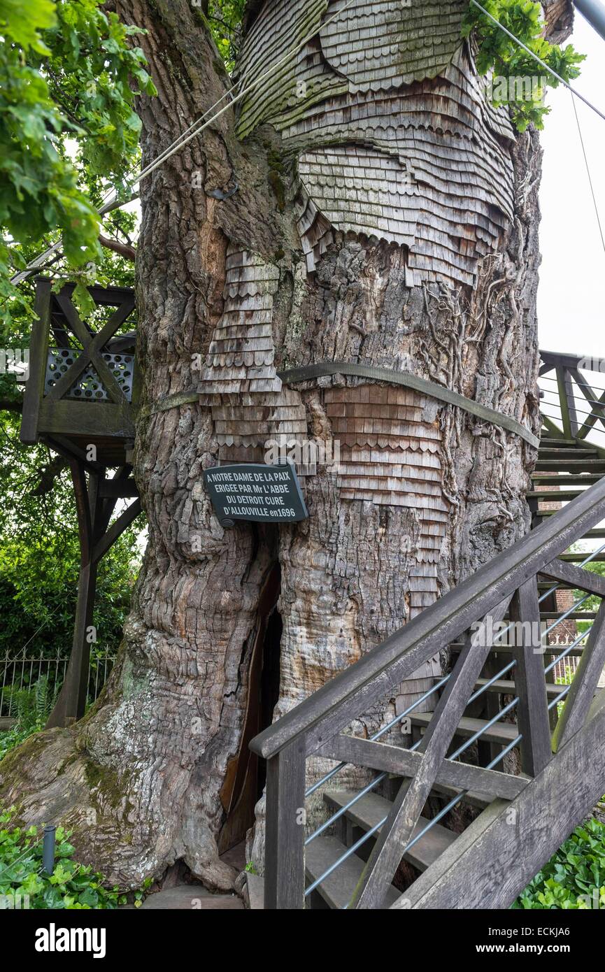 Francia, Seine Maritime, Allouville Bellefosse, IX secolo oak, a più di 9 metri di circonferenza, è il più antico in Francia, ospita nel suo tronco due piccole cappelle Foto Stock