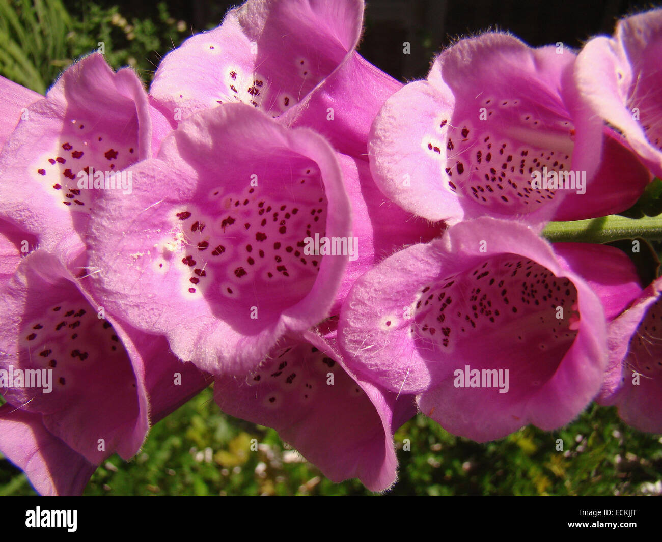 Foxglove, Digitalis purpurea, un impianto bienneial con soft, Pelosa, dentato, ovali e forma a lancia di foglie in una rosetta basale Foto Stock