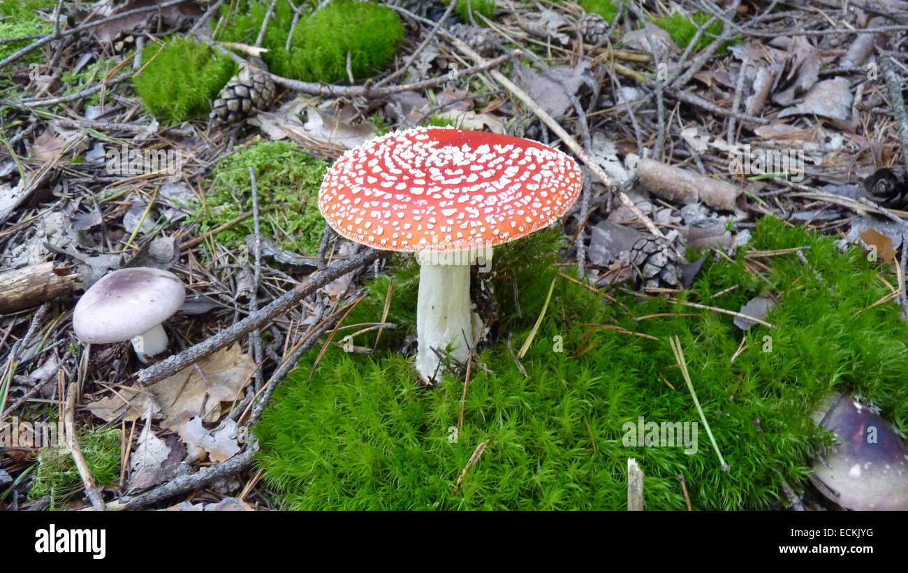 Bianco Rosso maculato toadstools. Foto Stock