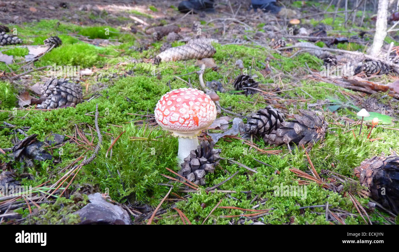 Bianco Rosso maculato toadstools. Foto Stock