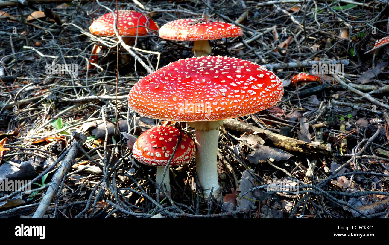 Bianco Rosso maculato toadstools. Foto Stock