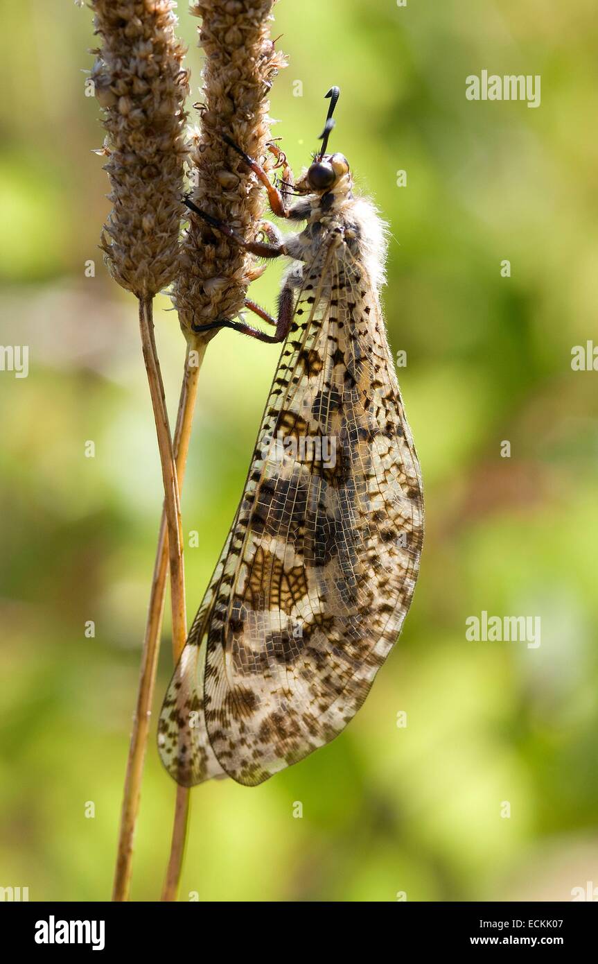 Fourmilion libellula gigante o falso Antlion (Palpares libelluloide) Foto Stock
