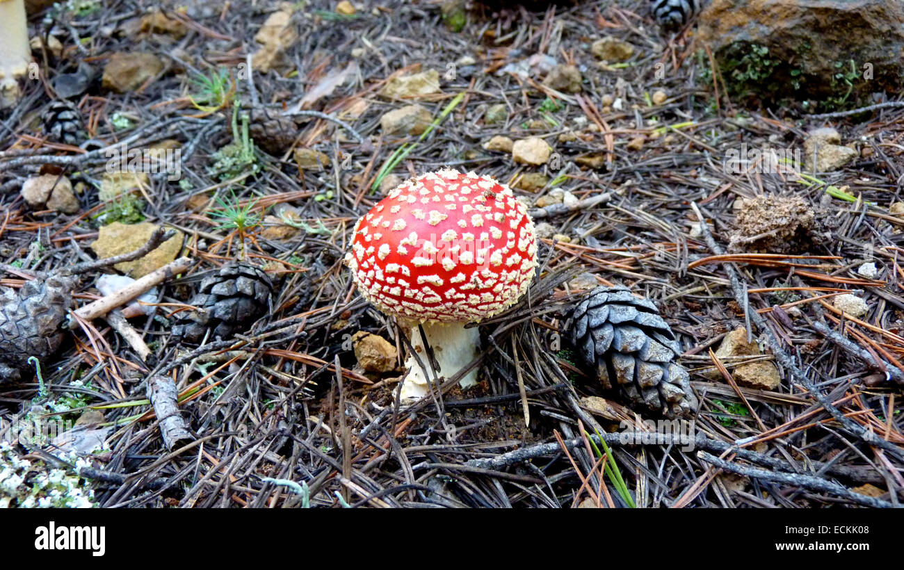 Bianco Rosso maculato toadstools. Foto Stock